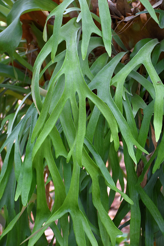Staghorn Fern 8in 12563