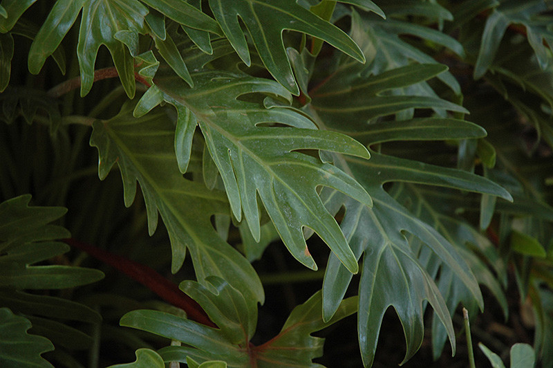 Xanadu Philodendron 8in 12578