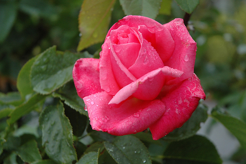 All My Loving Rose #3 12821
