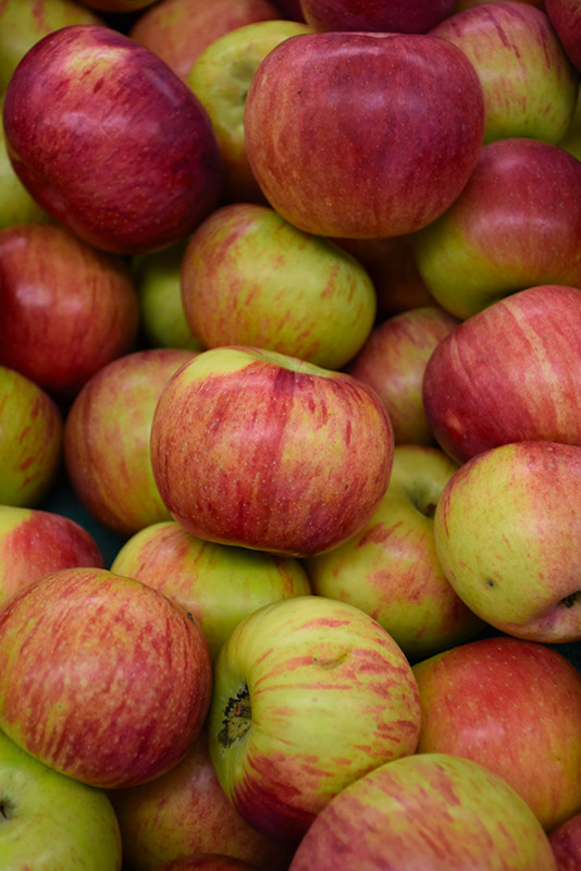 Cortland Apple #5 13017