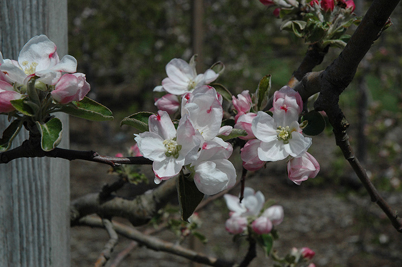 Gravenstein Apple #7 13018