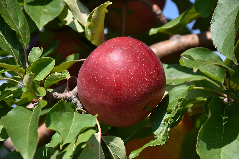 Haralred Apple #15 13019