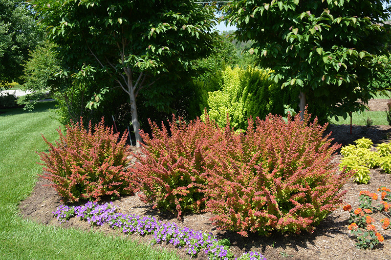 Sunjoy&reg; Tangelo Japanese Barberry #2 13271