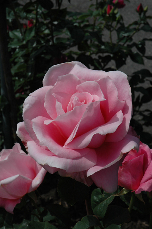 Bewitched Rose #3 13512