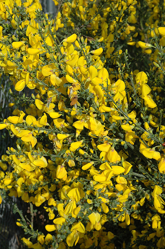 Scotch Broom #2 14605