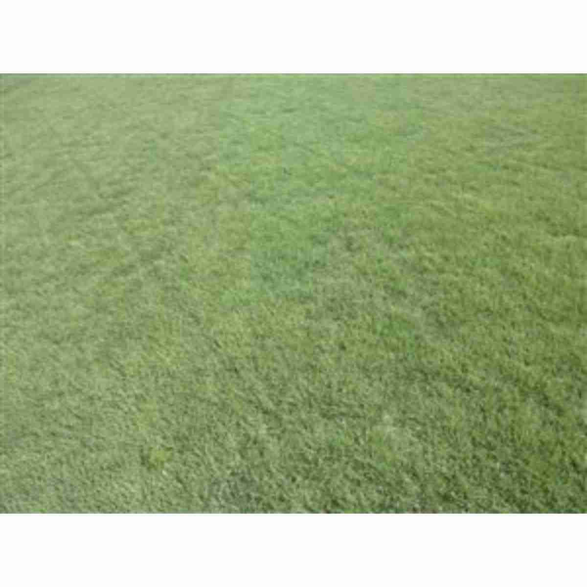 Bulk Buffalograss Grass Seed Sundancer 1lb 14630