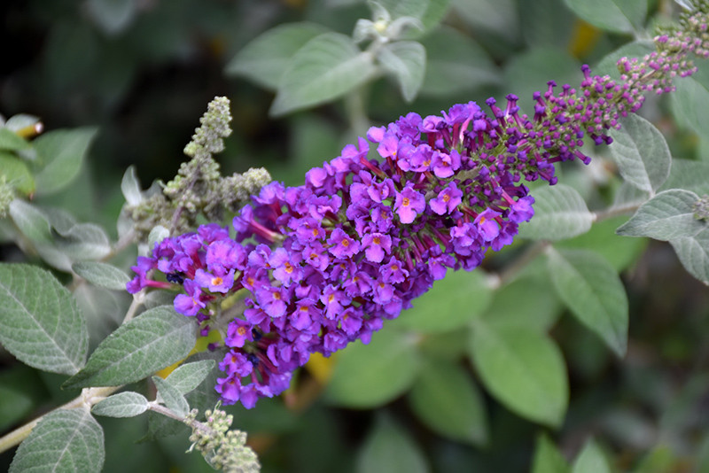 Miss Violet Butterfly Bush #3 14655