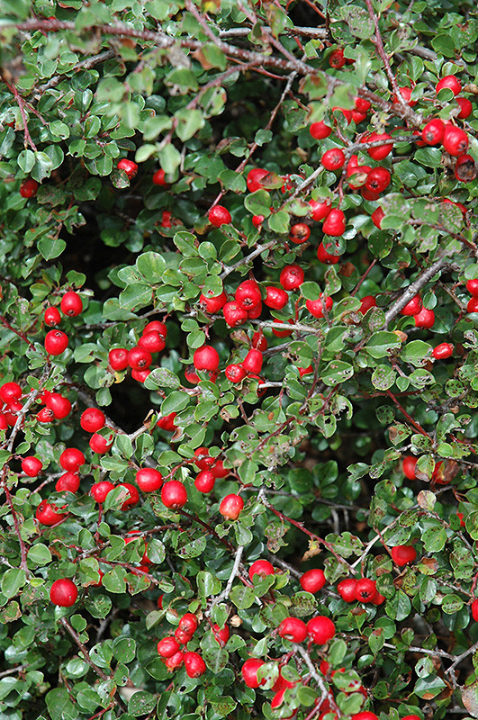 Cranberry Cotoneaster #2 15093