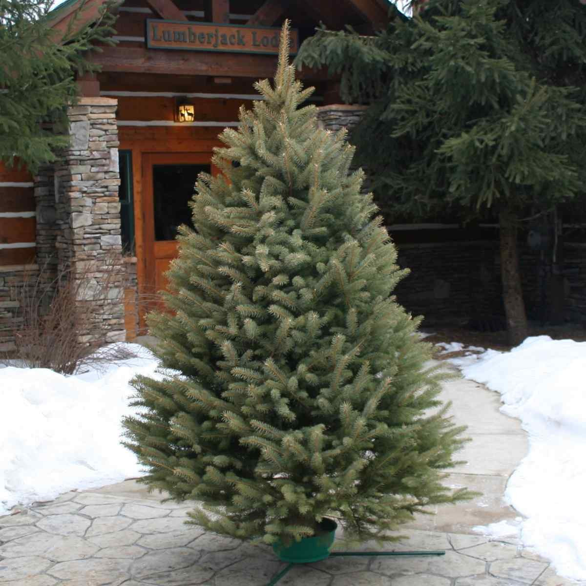 FRESH CUT BLUE SPRUCE 6-8 FT 16354