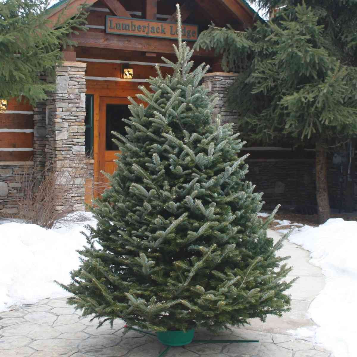 FRESH CUT FRASER FIR 6-8 FT 16359