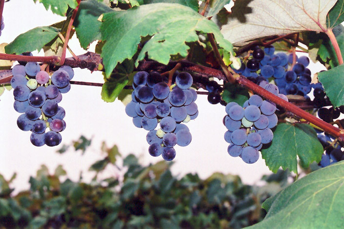 Concord Grape #1 16726