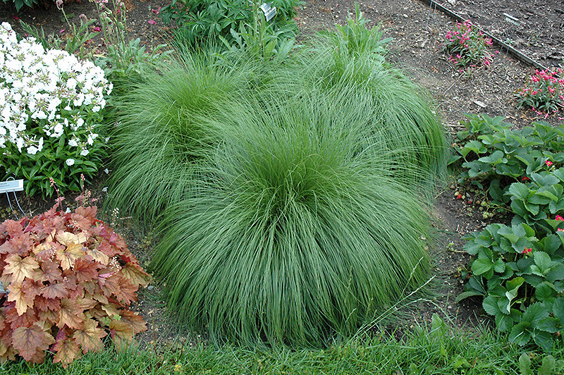 Prairie Dropseed #1 16732