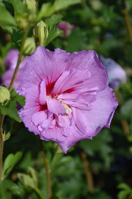 Lavender Chiffon Rose Of Sharon (Proven Winners) 17052