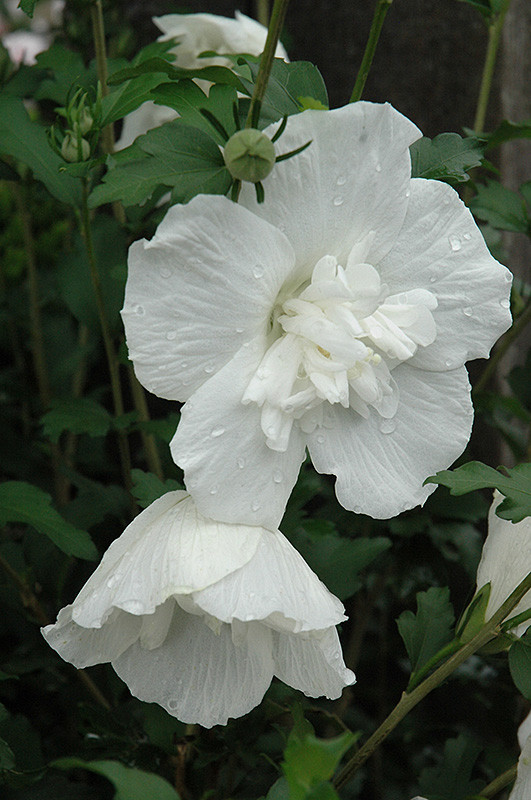 White Chiffon&reg; Rose of Sharon #3 17057