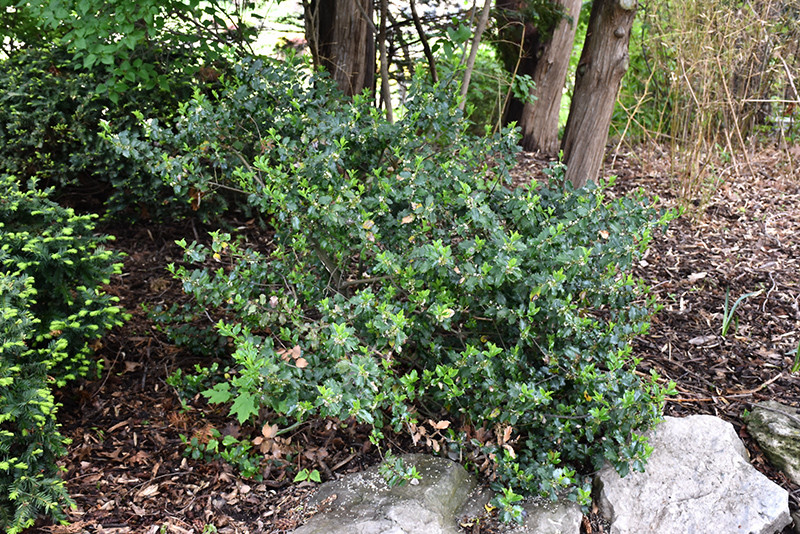 Blue Prince Meserve Holly #3 17064