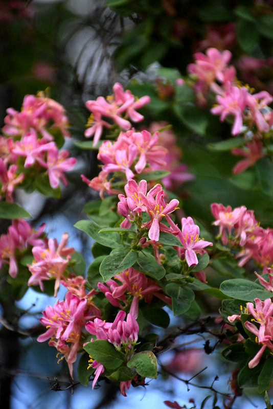 Arnold Red Tatarian Honeysuckle #2 17075
