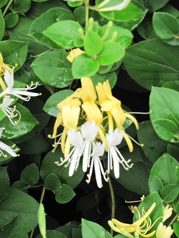 Hall's Japanese Honeysuckle #5 17079