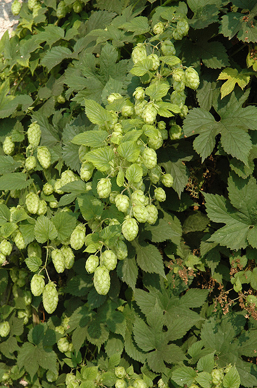 Hops 'Nugget' #1 17092