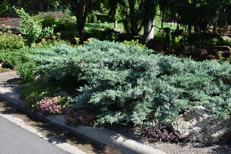 Blue Pfitzer Juniper #5 17821
