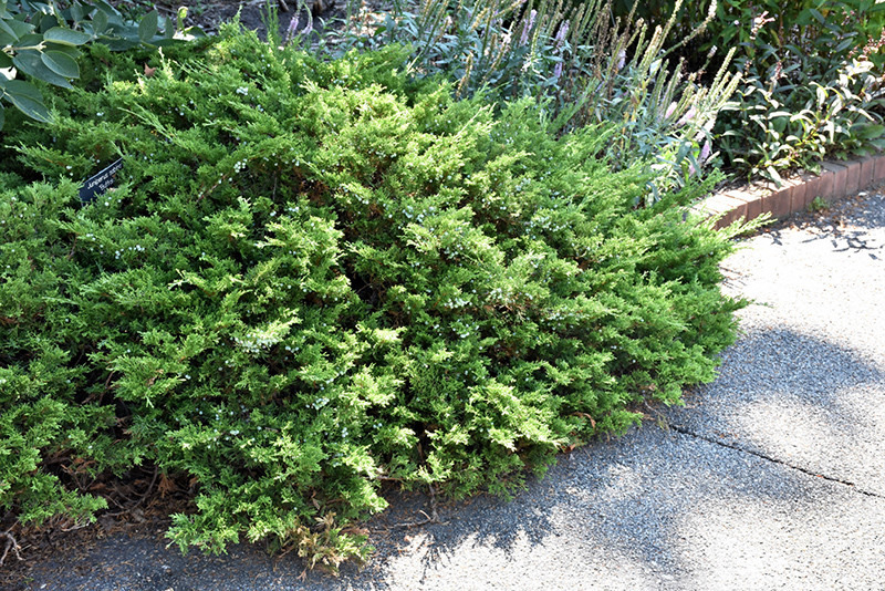 Buffalo Juniper #2 17826