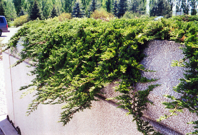 Prince of Wales Juniper #5 17838