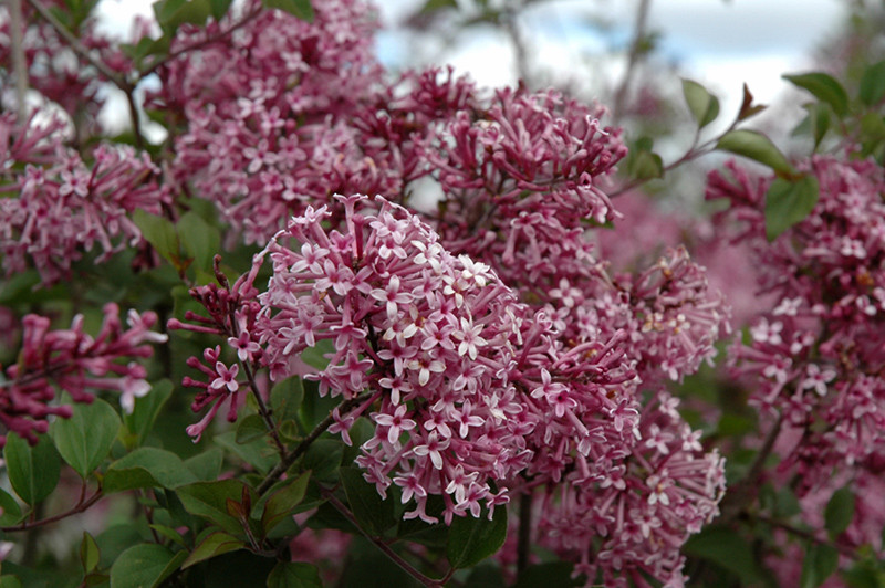 Lilac Bloomerang Dark Purple #2PW 18043