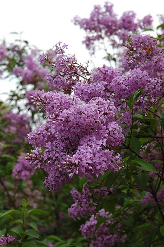 Chinese Lilac #5 18044