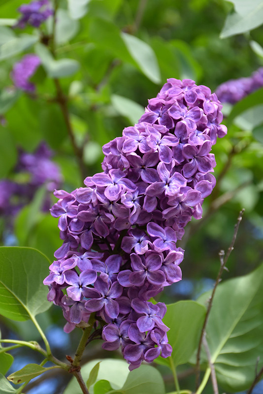 Pocahontas Lilac #2 18064