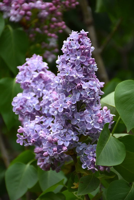 President Grevy Lilac #2 18065