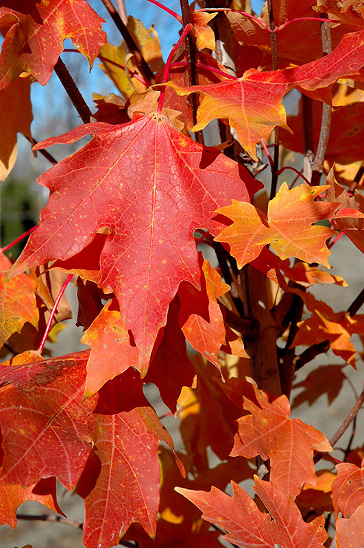 Flashfire Sugar Maple #7 18709