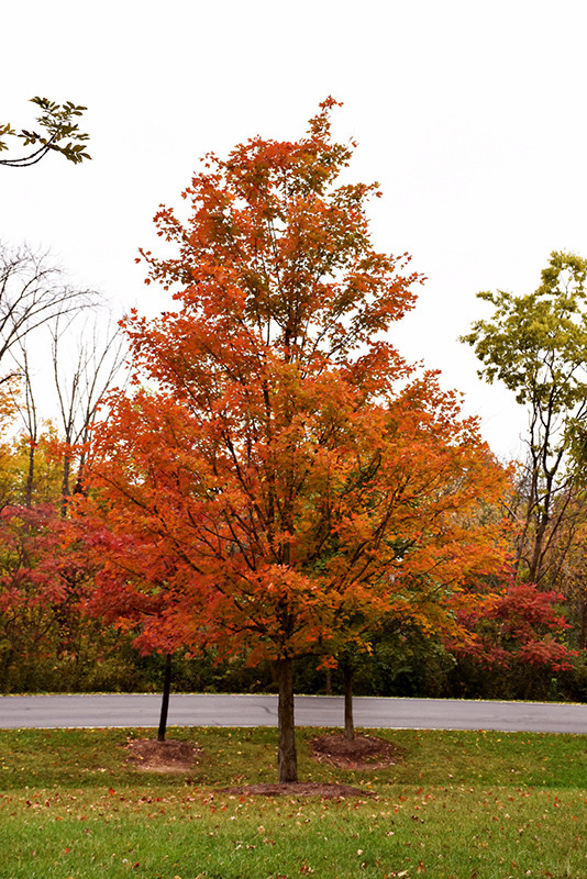 Norwegian Sunset Maple #7 18716
