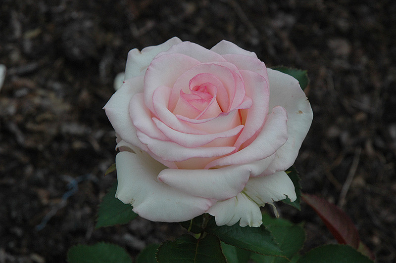Moonstone Rose #3 19295