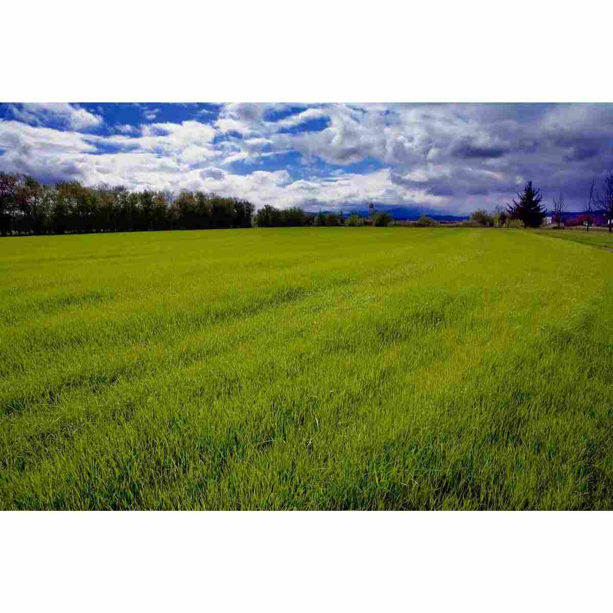 Bulk Perennial Ryegrass Grass Seed AVS 1lb 19842