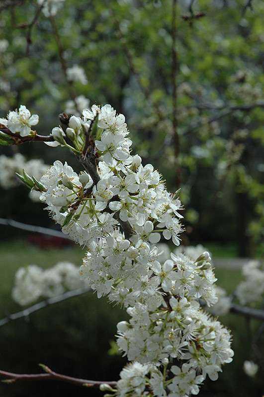 Greengage Plum #5 19989