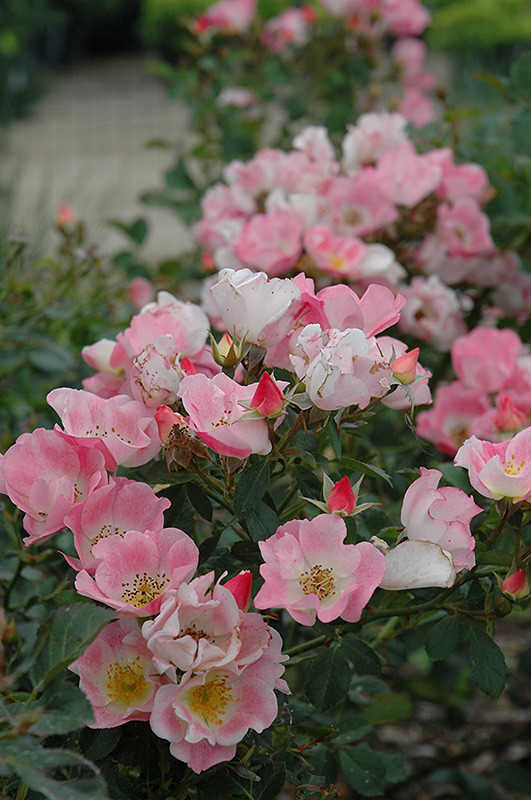 Carefree Delight Rose #5 20625