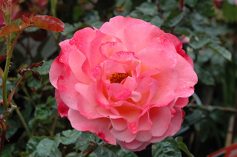 Colorific Rose #5 20627