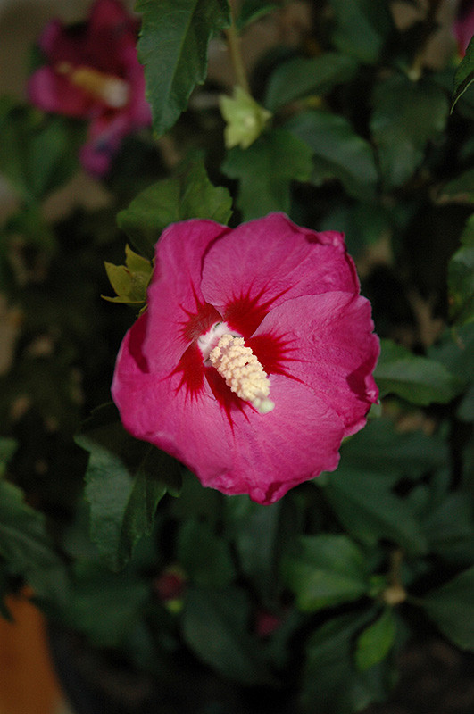 Lil' Kim&reg; Violet Rose of Sharon #2 20659