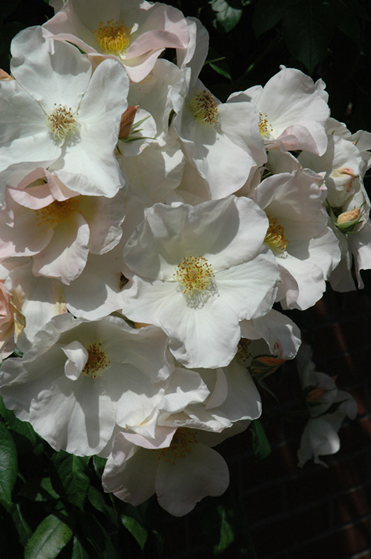 Sally Holmes Climbing Rose #3 20812