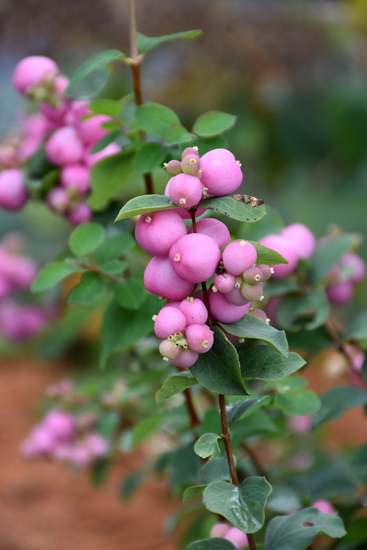 Marleen Pink Snowberry #2 21232