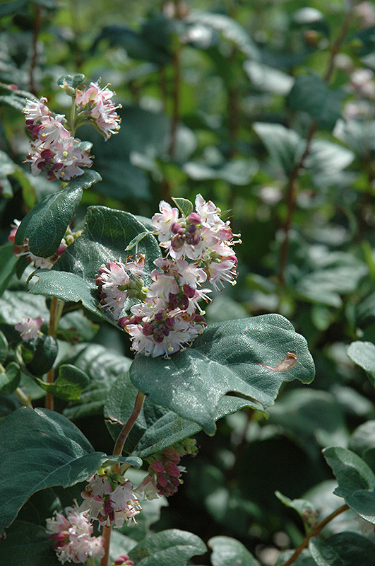 Wolfberry #2 21233