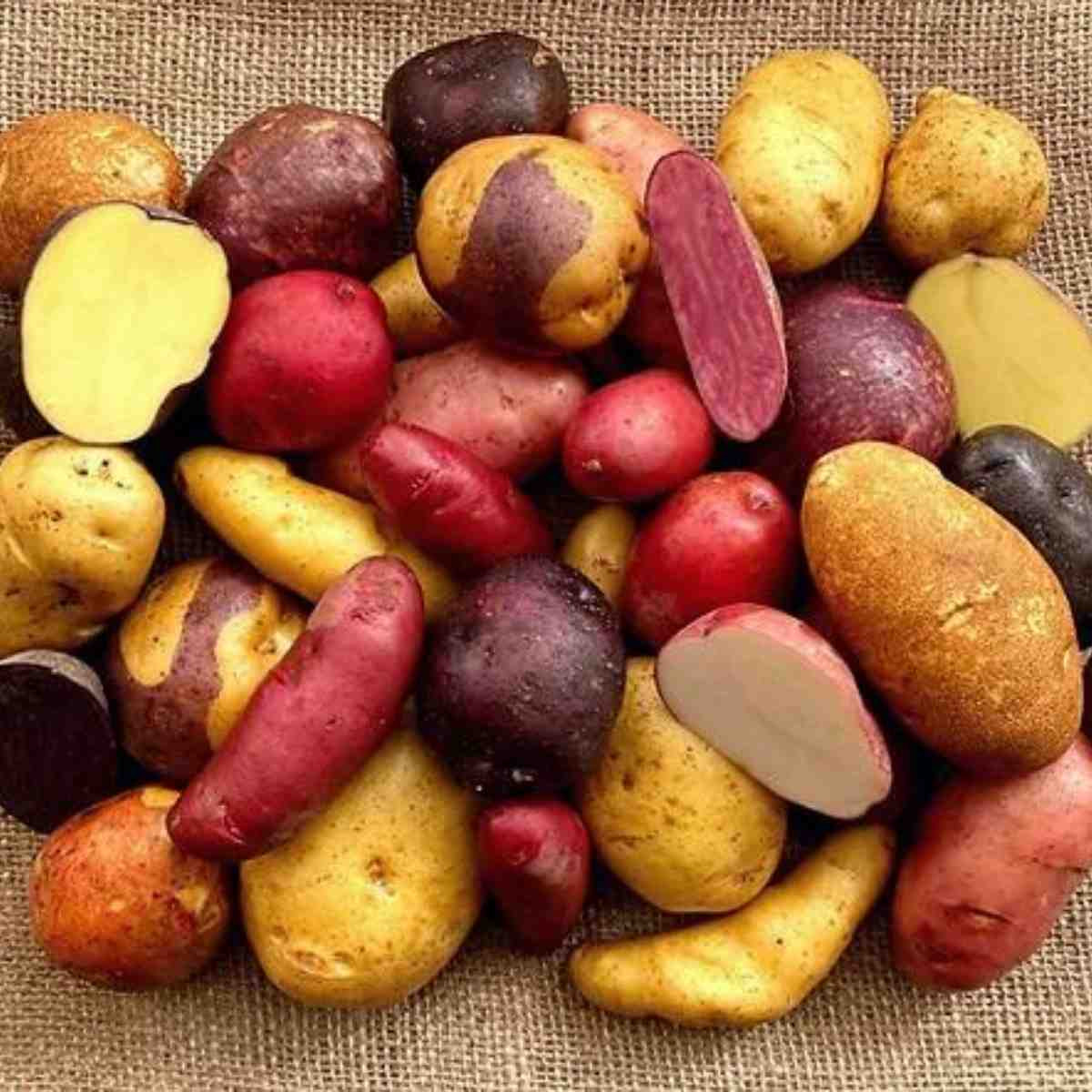 Certified Specialty Seed Potatoes by Poind 21325
