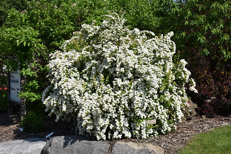 Firegold&reg; Spirea #5 21348