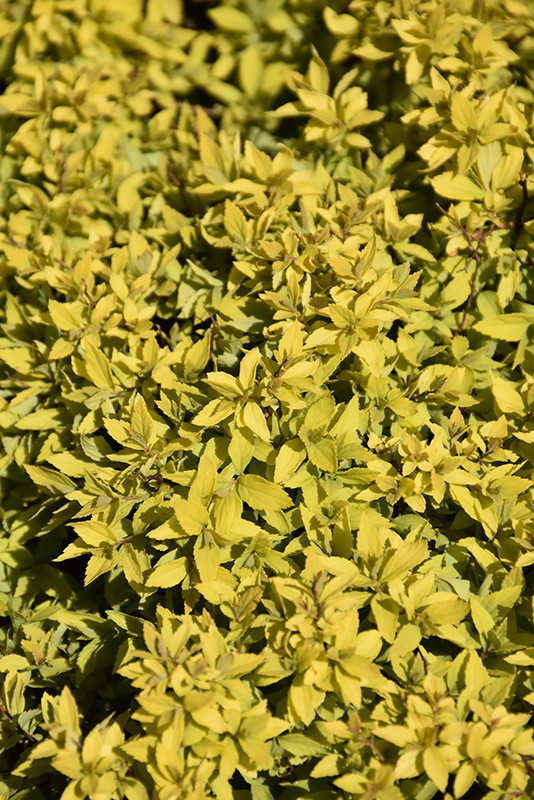 Mini Sunglo Spirea #2 21360