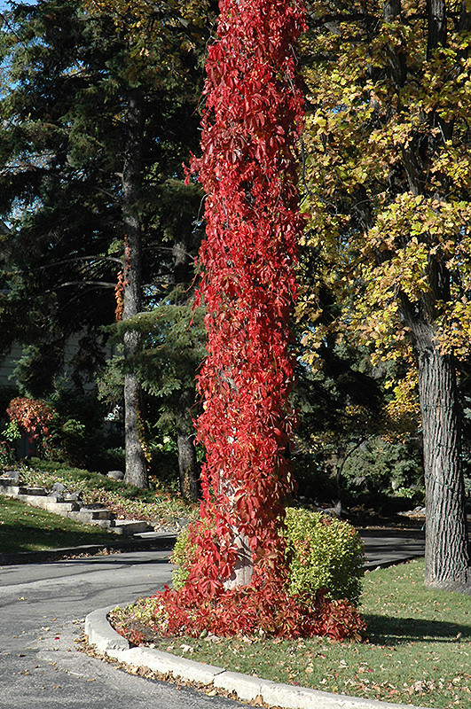 Virginia Creeper #1 22387
