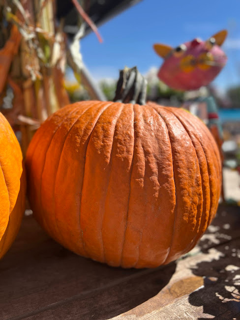 PUMPKIN -LARGE 23231