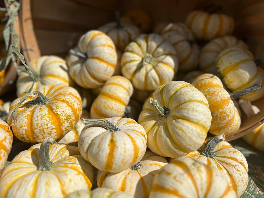 PUMPKIN -SPECIALTY SMALL 23232