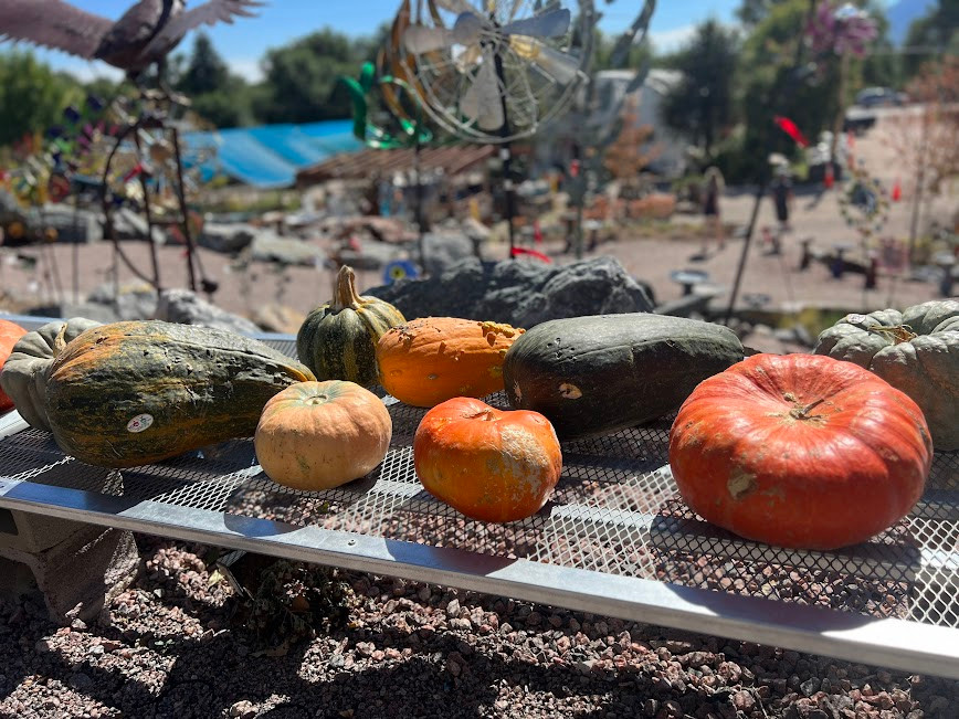 PUMPKIN - Ugly 23237