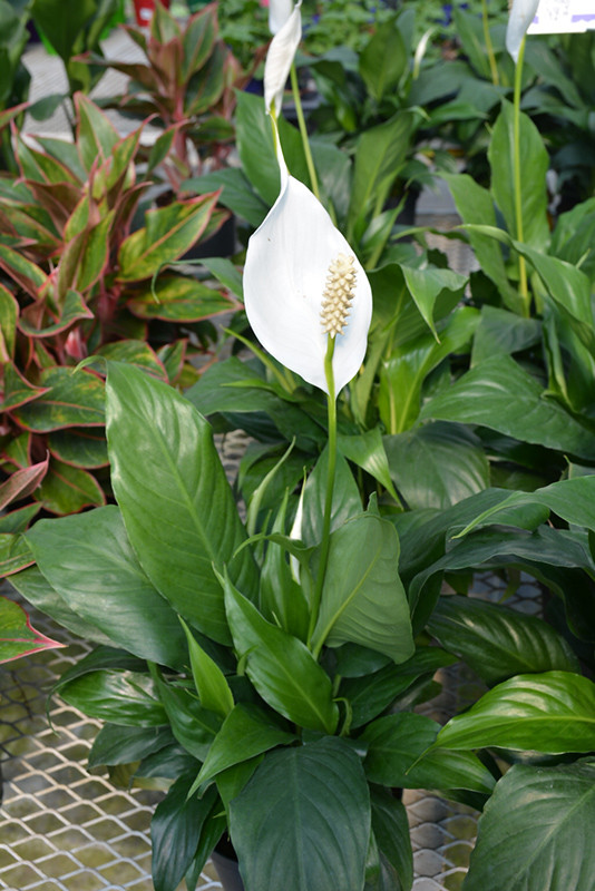 Sensation Peace Lily 8in 23342