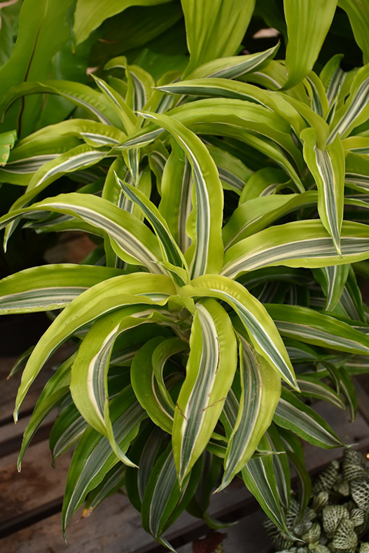 Lemon Lime Dracaena 12in 23349