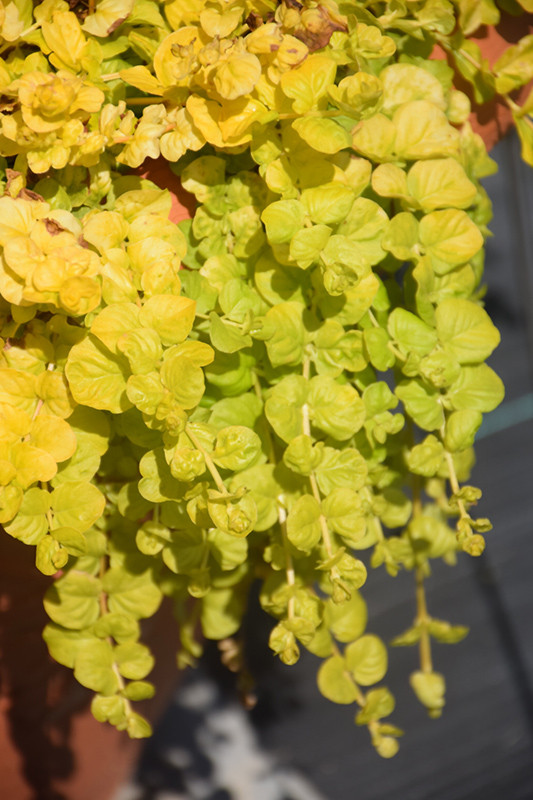 Goldilocks Creeping Jenny 4in 30089